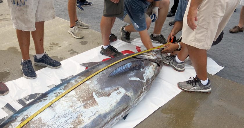 Mississippi Gulf Coast Billfish Classic Raises the Blue Marlin Length
