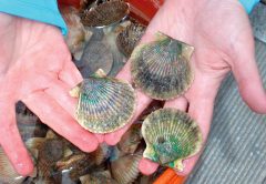 Gulf County Scallop Season Open Until Sept. 30