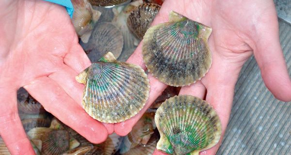 Gulf County Scallop Season Open Until Sept. 30