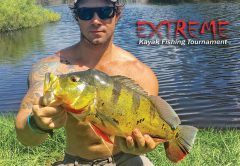 Joe Hector caught this nice peacock on a live shiner.