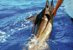 “Let’s Get Another One” In Costa Rica With Fishing Nosara