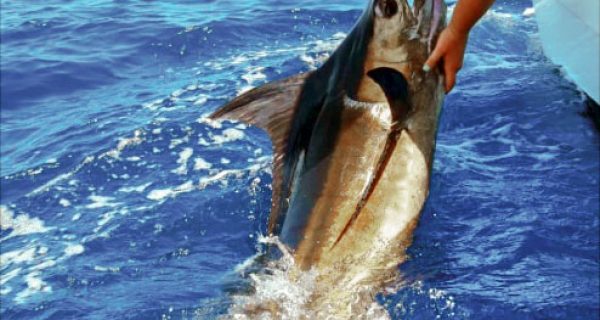 “Let’s Get Another One” In Costa Rica With Fishing Nosara