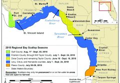 Florida Scallop Season