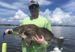 Black drum are feeding on cut crab or live or cut shrimp near area bridges