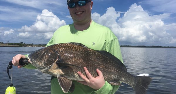 Black drum are feeding on cut crab or live or cut shrimp near area bridges