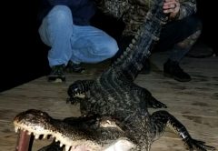 David Meredith (left) and Josh Korel (right) show off a gator they caught on the Escambia River.