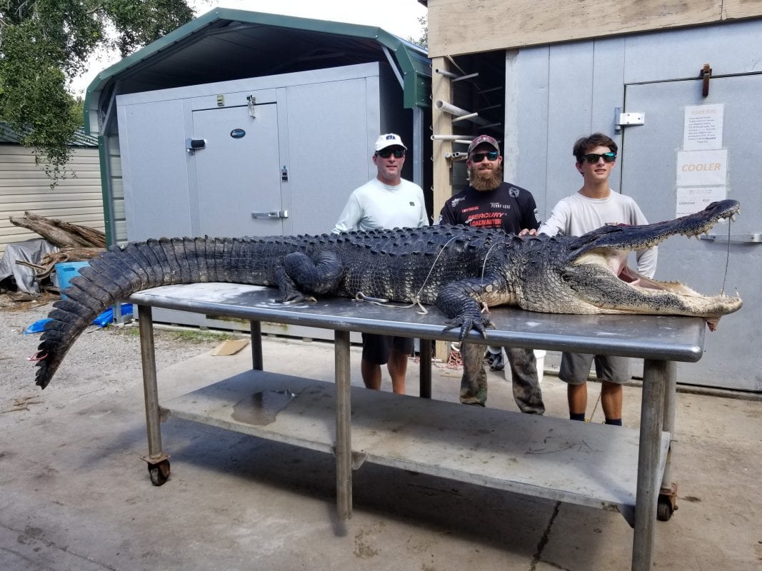 Giant Lake Okeechobee Alligator for John, Massimo and G Coastal