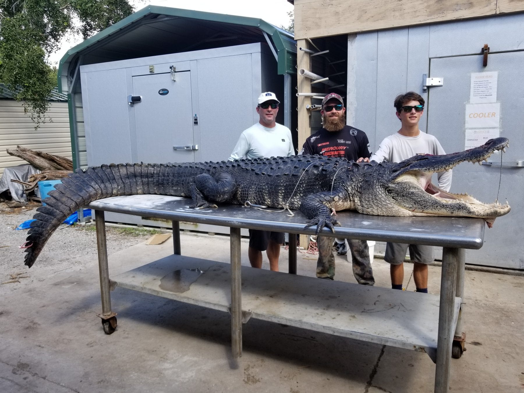 Giant Lake Okeechobee Alligator for John, Massimo and G Coastal