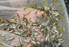 Alabama Continues Florida Bass Stockings