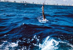 NOAA Fisheries Denies Longline Permit in Florida Closed Zone
