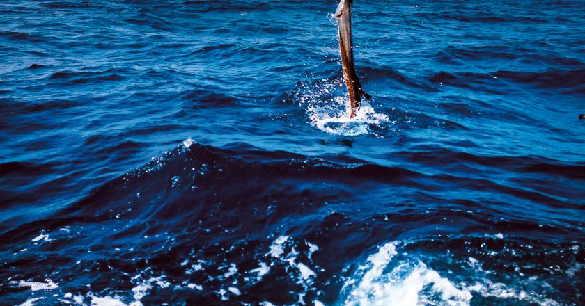 NOAA Fisheries Denies Longline Permit in Florida Closed Zone