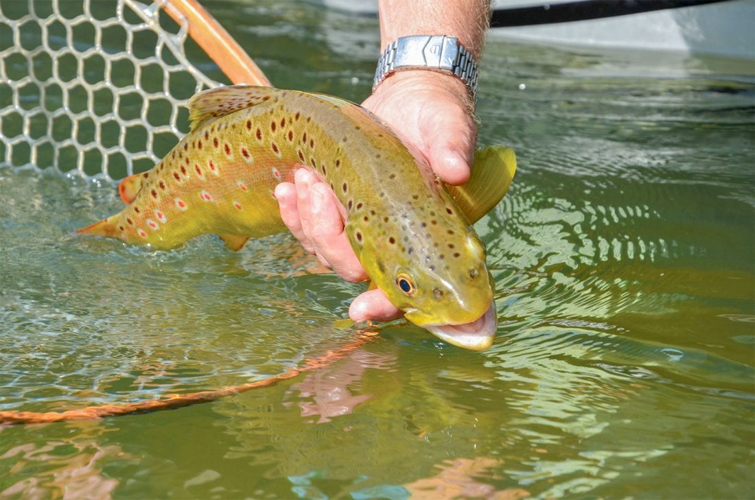 Big Trout And The October Caddis