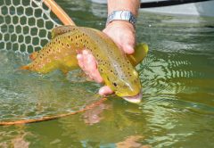 Big Trout And The October Caddis