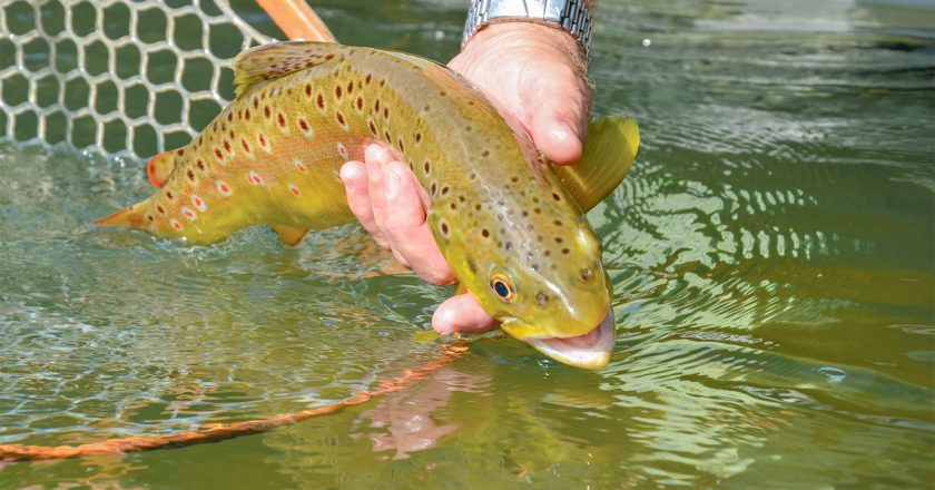 Big Trout And The October Caddis