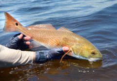 Redfish Release Planned After SW Florida Red Tide