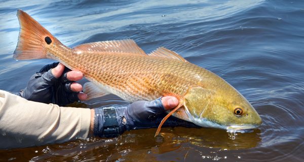 Redfish Release Planned After SW Florida Red Tide