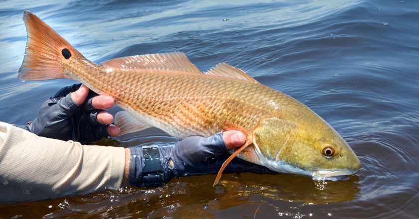 Redfish Release Planned After SW Florida Red Tide