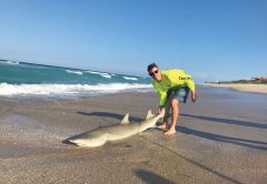 FWC Mulling New Regs For Land-Based Shark Fishing