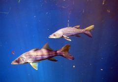 West Coast Snook Florida Red Tide Recovery Program Planned