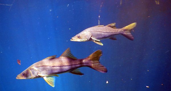 West Coast Snook Florida Red Tide Recovery Program Planned