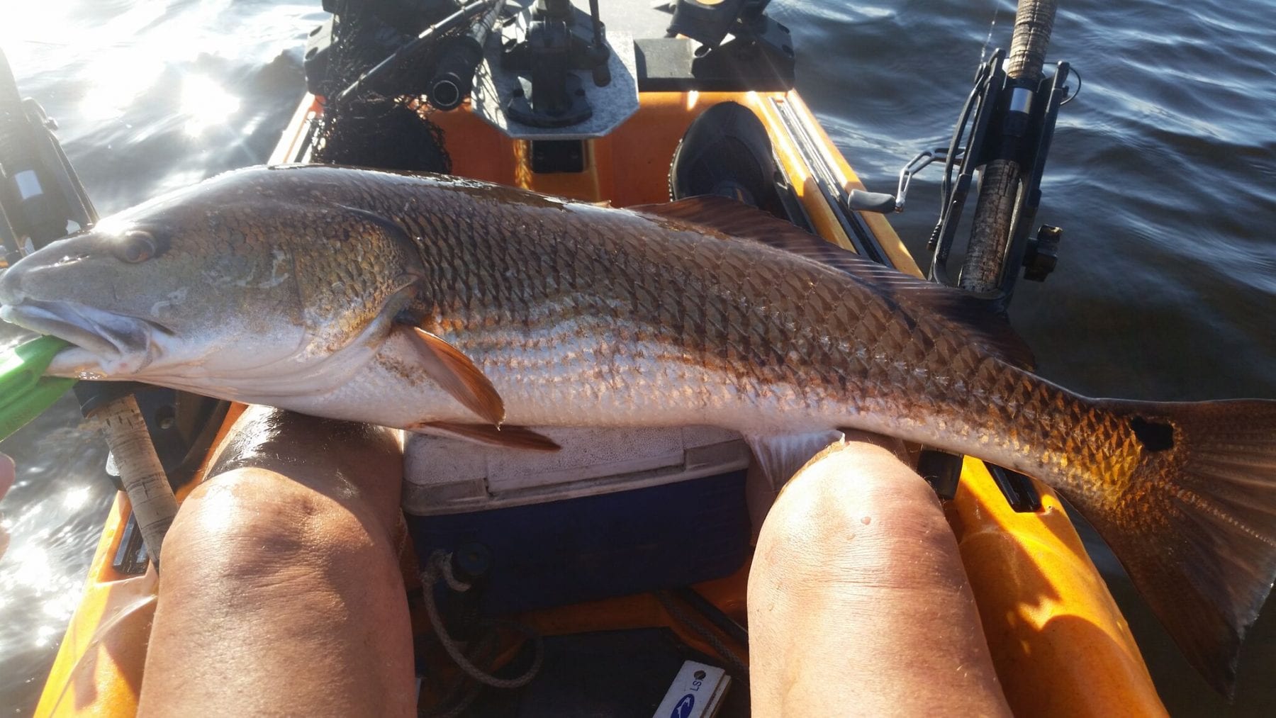 The Mighty Pinfish: A Major Player In Our Estuaries - Coastal Angler & The  Angler Magazine