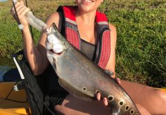 A Nice clown knifefish caught on Lake Ida.