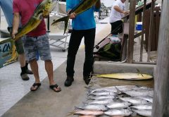 Lots of mahi, blackfin and yellowtails