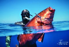 Freedive spearfishing