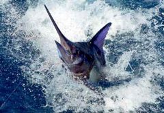 Stuart FL Sailfish Season