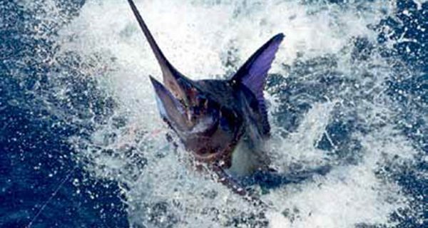 Stuart FL Sailfish Season