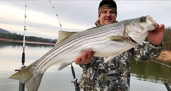 Lake Hiwassee Monster Winter Stripers - Coastal Angler & The Angler ...