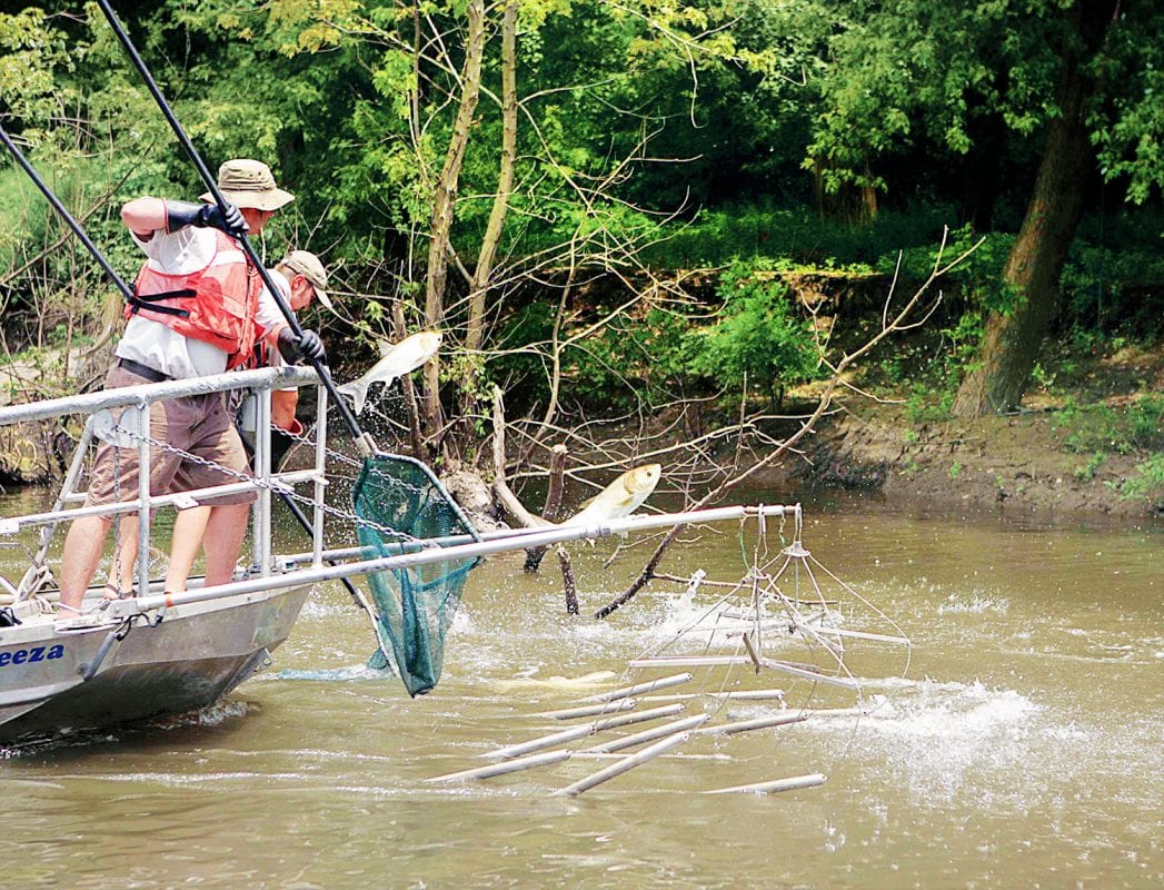 Asian Carp Deterrent To Be Tested At Kentucky’s Barkley Dam