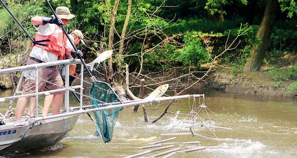 Asian Carp Deterrent To Be Tested At Kentucky’s Barkley Dam