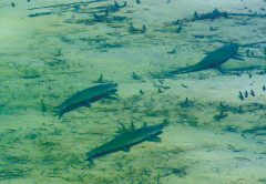 Easy Belizey: Fishing in Belize