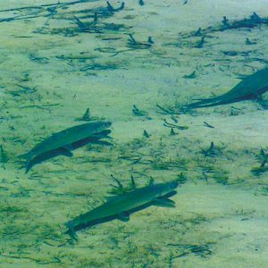 Easy Belizey: Fishing in Belize