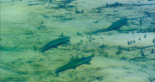 Easy Belizey: Fishing in Belize