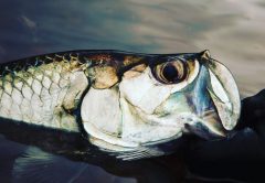 Yucatan baby tarpon