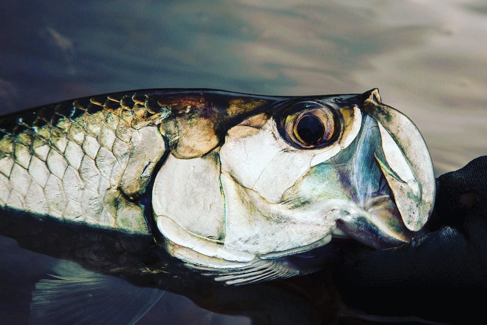 baby tarpon fish