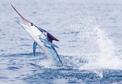 Galapagos Islands, Ecuador