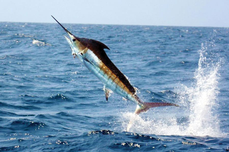 The Virgin Islands Are A Caribbean Marlin Mecca - Coastal Angler & The  Angler Magazine