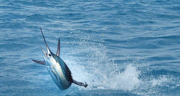 Islamorada Sailfish Tournament Launches Gold Cup Championship