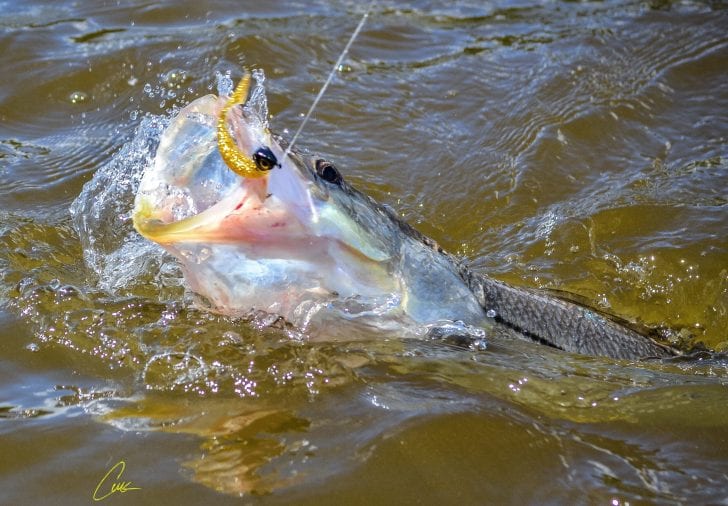 Snook caught on DOA C.A.L. 3” shad tail.