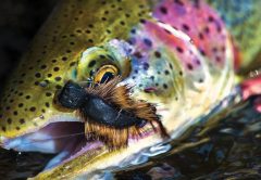 Kamchatka, Russia Fishing