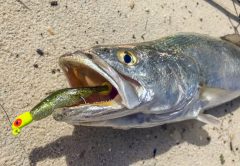 Seatrout In The Surf