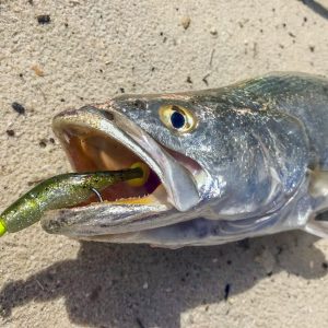 Seatrout In The Surf
