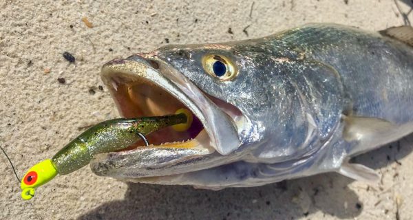 Seatrout In The Surf