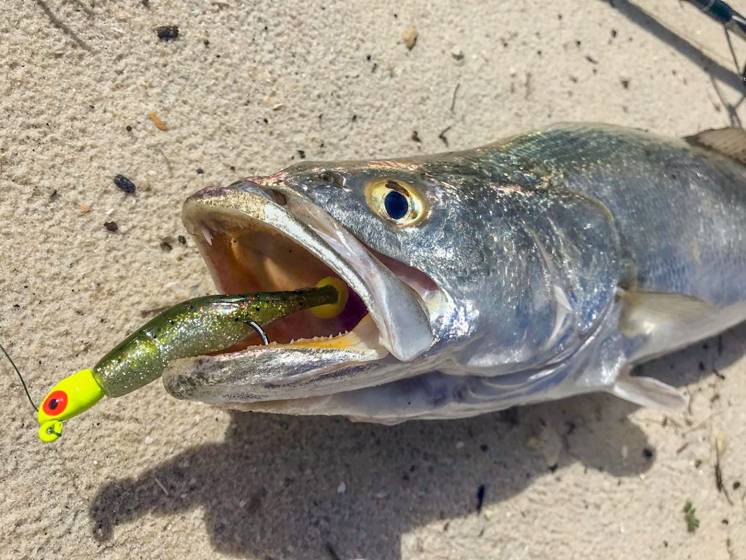 Seatrout In The Surf - Coastal Angler & The Angler Magazine