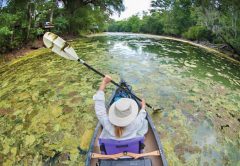 Algae Blooms in Florida: Step Forward for Water Quality
