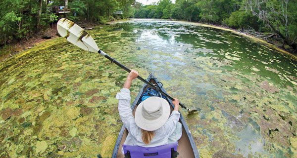 Algae Blooms in Florida: Step Forward for Water Quality