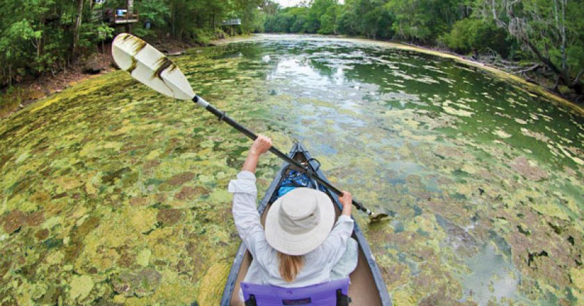Algae Blooms in Florida: Step Forward for Water Quality